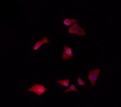 Invitrogen CHML Polyclonal Antibody 100 &mu;L; Unconjugated:Antibodies,