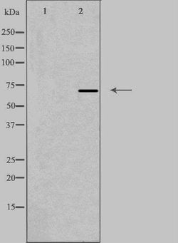 Invitrogen Radixin Polyclonal Antibody 100 &mu;L | Buy Online | Invitrogen&trade; | Fisher Scientific