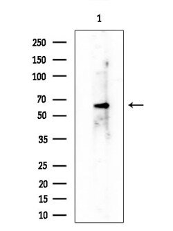 Invitrogen RAPGEF5 Polyclonal Antibody 100 &mu;L; Unconjugated:Antibodies,
