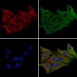 RRAGC Polyclonal Antibody:Antibodies, Polyclonal