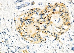 Invitrogen RAB20 Polyclonal Antibody 100 &mu;L; Unconjugated:Antibodies,