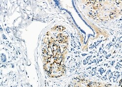 Invitrogen RAB20 Polyclonal Antibody 100 &mu;L; Unconjugated:Antibodies,
