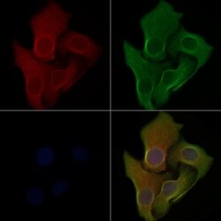 Invitrogen RAB2A Polyclonal Antibody 100 &mu;L; Unconjugated:Antibodies,