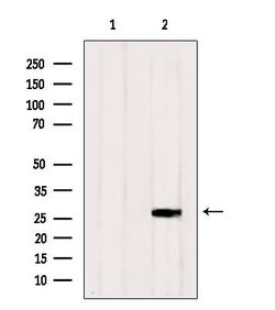 Invitrogen RAB33A Polyclonal Antibody 100 &mu;L; Unconjugated:Antibodies,