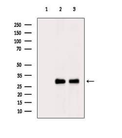 Invitrogen RAB5C Polyclonal Antibody 100 &mu;L; Unconjugated:Antibodies,