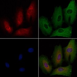 Invitrogen RAP2C Polyclonal Antibody 100 &mu;L; Unconjugated:Antibodies,