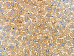 Invitrogen RAP2C Polyclonal Antibody 100 &mu;L; Unconjugated:Antibodies,