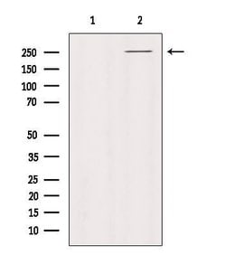 Invitrogen PTPRZ Polyclonal Antibody 100 &mu;L; Unconjugated:Antibodies,