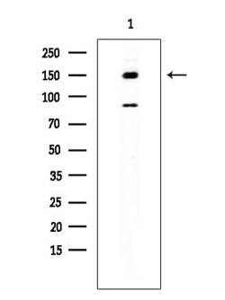 Invitrogen RGS12 Polyclonal Antibody 100 &mu;L; Unconjugated:Antibodies,
