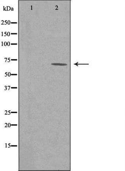 Invitrogen RGS7 Polyclonal Antibody 100 &mu;L; Unconjugated:Antibodies,
