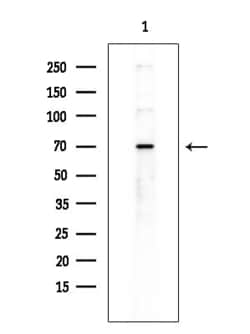 Invitrogen RBBP5 Polyclonal Antibody 100 &mu;L; Unconjugated:Antibodies,