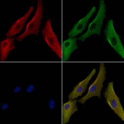 Invitrogen ARHGAP11A Polyclonal Antibody 100 &mu;L; Unconjugated:Antibodies,