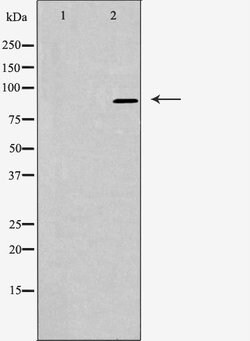 Invitrogen ARHGAP9 Polyclonal Antibody 100 &mu;L | Buy Online | Invitrogen&trade; | Fisher Scientific