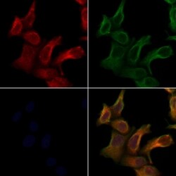 Invitrogen ARHGEF10 Polyclonal Antibody 100 &mu;L; Unconjugated:Antibodies,