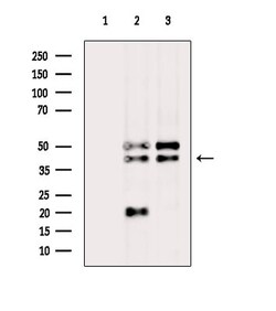 Invitrogen RIMKLA Polyclonal Antibody 100 &mu;L; Unconjugated:Antibodies,