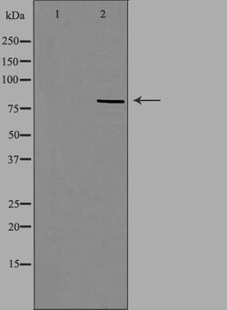 Invitrogen RFWD3 Polyclonal Antibody 100 &mu;L; Unconjugated:Antibodies,