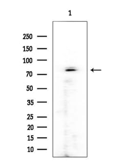 Invitrogen RFWD3 Polyclonal Antibody 100 &mu;L; Unconjugated:Antibodies,