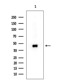 Invitrogen RCL1 Polyclonal Antibody 100 &mu;L; Unconjugated:Antibodies,