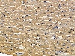 Invitrogen RUFY1 Polyclonal Antibody 100 &mu;L; Unconjugated:Antibodies,