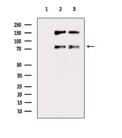 Invitrogen RUFY1 Polyclonal Antibody 100 &mu;L; Unconjugated:Antibodies,