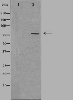 Invitrogen NEK5 Polyclonal Antibody 100 &mu;L; Unconjugated:Antibodies,