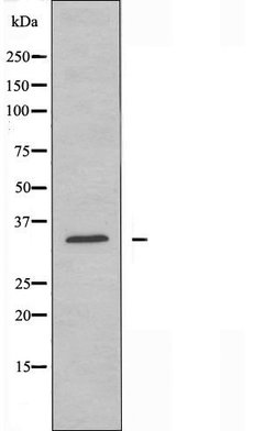 Invitrogen NEK7 Polyclonal Antibody 100 &mu;L | Buy Online | Invitrogen&trade; | Fisher Scientific