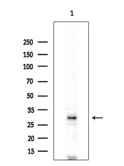 Invitrogen PDIK1L Polyclonal Antibody 100 &mu;L; Unconjugated:Antibodies,