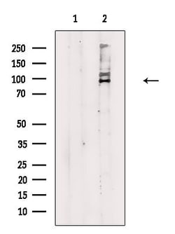 Invitrogen SRPK1 Polyclonal Antibody 100 &mu;L; Unconjugated:Antibodies,