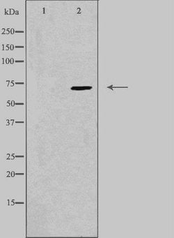 Invitrogen PPP2R3B Polyclonal Antibody 100 &mu;L; Unconjugated:Antibodies,