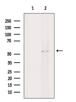 Invitrogen PPP2R3C Polyclonal Antibody 100 &mu;L; Unconjugated:Antibodies,