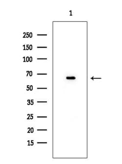 Invitrogen SESN1 Polyclonal Antibody 100 &mu;L; Unconjugated:Antibodies,