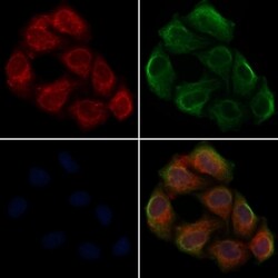 Invitrogen SHB Polyclonal Antibody 100 &mu;L; Unconjugated:Antibodies,