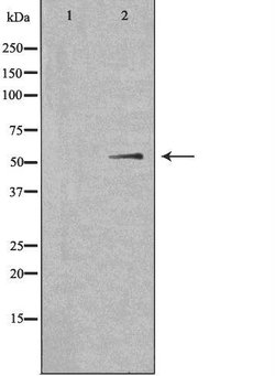 Invitrogen SHB Polyclonal Antibody 100 &mu;L; Unconjugated:Antibodies,