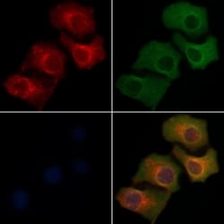 Invitrogen SH2D5 Polyclonal Antibody 100 &mu;L; Unconjugated:Antibodies,