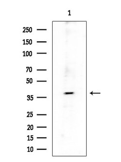 Invitrogen SH2D5 Polyclonal Antibody 100 &mu;L; Unconjugated:Antibodies,