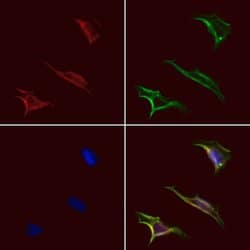 Invitrogen STAC2 Polyclonal Antibody 100 &mu;L; Unconjugated:Antibodies,