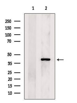 Invitrogen STAC2 Polyclonal Antibody 100 &mu;L; Unconjugated:Antibodies,
