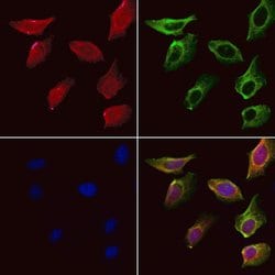 Invitrogen SH3RF3 Polyclonal Antibody 100 &mu;L; Unconjugated:Antibodies,