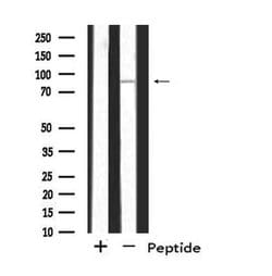 Invitrogen SH3RF3 Polyclonal Antibody 100 &mu;L; Unconjugated:Antibodies,