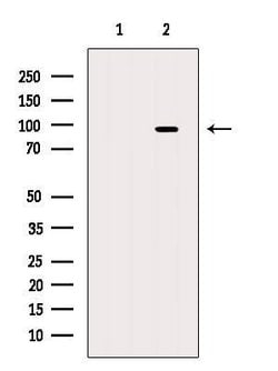 Invitrogen SH3RF3 Polyclonal Antibody 100 &mu;L; Unconjugated:Antibodies,