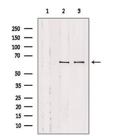 Invitrogen SLC9A9 Polyclonal Antibody 100 &mu;L; Unconjugated:Antibodies,