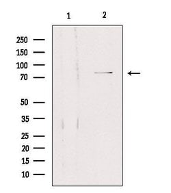 Invitrogen SLC5A3 Polyclonal Antibody 100 &mu;L; Unconjugated:Antibodies,