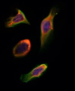 Invitrogen SLC28A2 Polyclonal Antibody 100 &mu;L; Unconjugated:Antibodies,