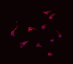 Invitrogen SLC28A2 Polyclonal Antibody 100 &mu;L; Unconjugated:Antibodies,