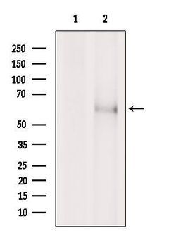 Invitrogen SLC24A4 Polyclonal Antibody 100 &mu;L; Unconjugated:Antibodies,