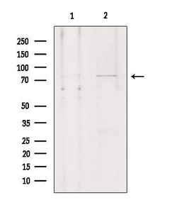 Invitrogen OATP1 Polyclonal Antibody 100 &mu;L; Unconjugated:Antibodies,
