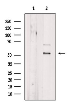 SF3B4 Polyclonal Antibody:Antibodies, Polyclonal