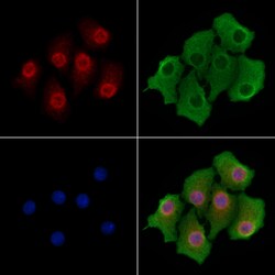 Invitrogen SRSF11 Polyclonal Antibody 100 &mu;L; Unconjugated:Antibodies,