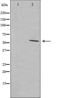 Invitrogen SRSF11 Polyclonal Antibody 100 &mu;L; Unconjugated:Antibodies,