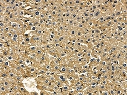 Invitrogen SRSF7 Polyclonal Antibody 100 &mu;L; Unconjugated:Antibodies,